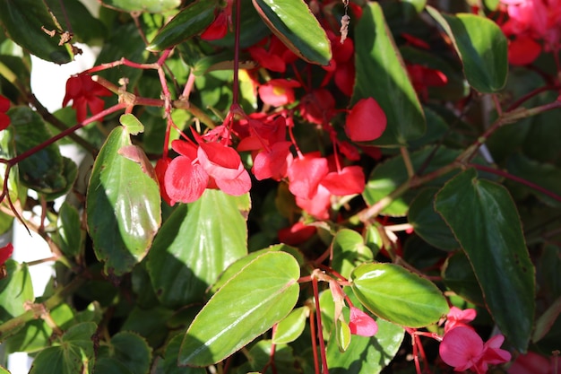 Begonia coccinea flower photo in red color. Beautiful flower background and wallpaper