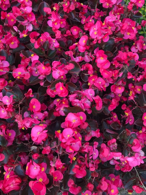 Begonia ever-flowering garden pink.