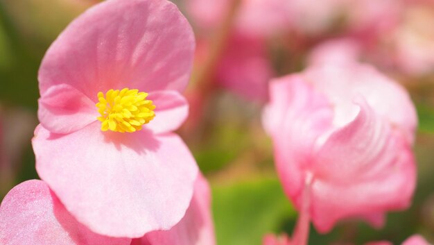 Begonia flowers and blue sky in Hokkaido Furano province of Japan