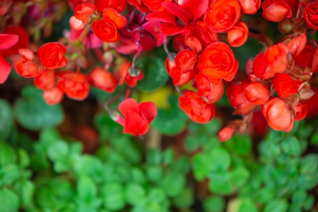 Begonia flowers texture full blooming in garden