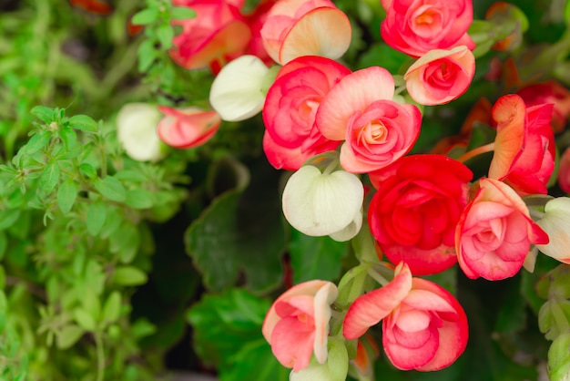 Begonia flowers texture full blooming in garden