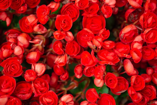 Begonia flowers texture full blooming in garden