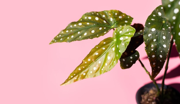 Begonia maculata leaves on pink background