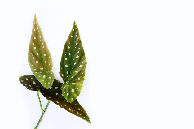 Begonia maculata leaves on white background