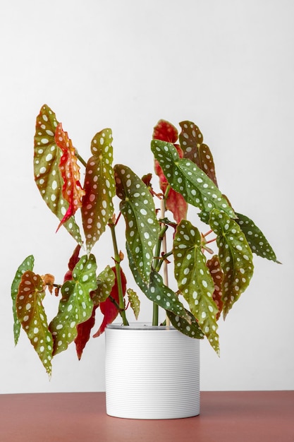 Begonia maculata plant in white pot for urban jungle