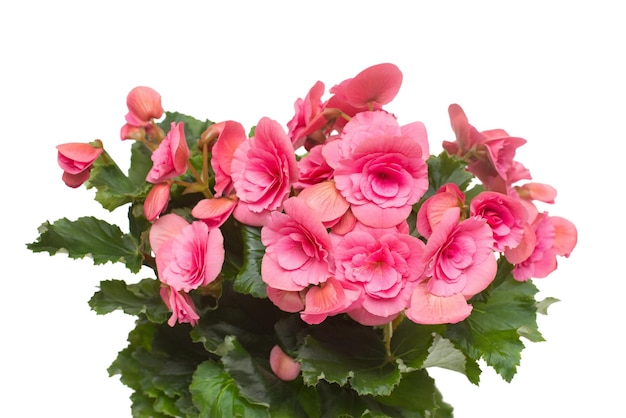 Begonia pink flowers isolated on white background. Flat lay, top view