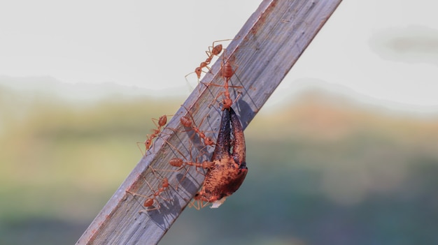 Behavior of ants.Worker ants are there working.