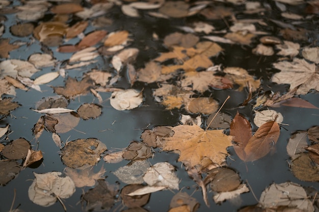 Beige autumn foliage floating in the cold waters of the pond in the country cloudy sad autumn day fu...