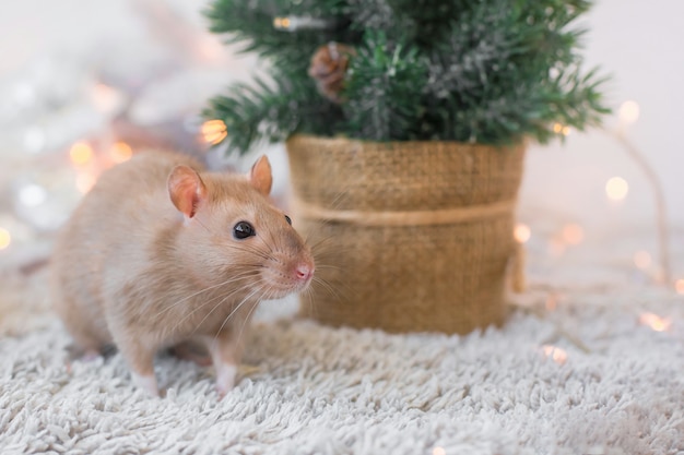 A beige golden beautiful funny decorative rat with a big mustache is sitting on fur on a New Year's holiday background with Christmas garlands, copy space, a blank for a new year 2020 card with space