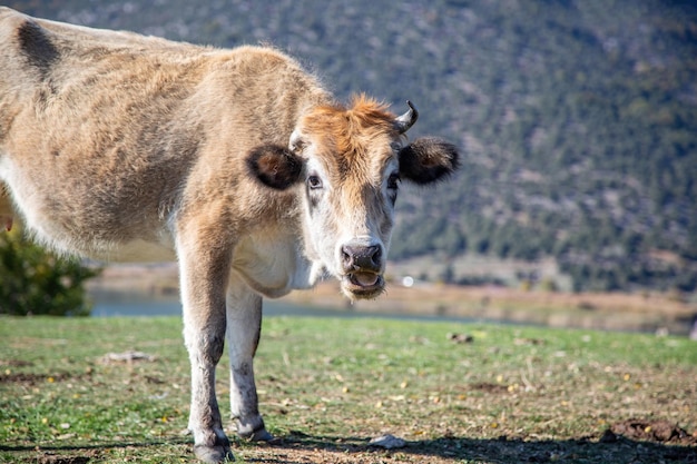 Beige horned cow at green field Cattle in pasture looks at camera Blur nature background