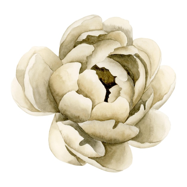 Beige peony flower in bloom Floral watercolor illustration hand painted isolated on white background