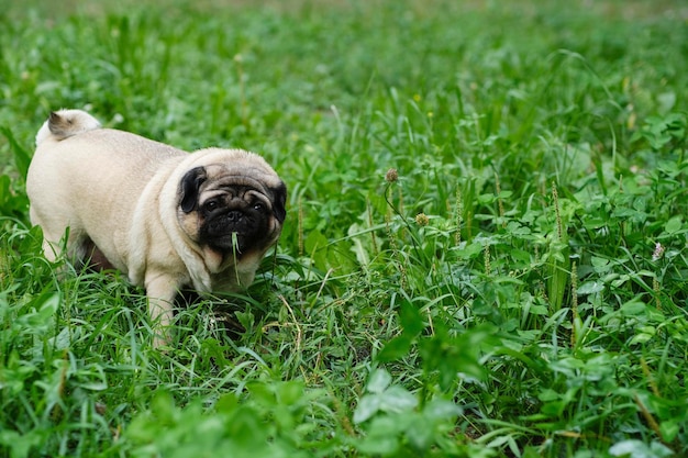 Beige pug eating green grass on walk in summertime