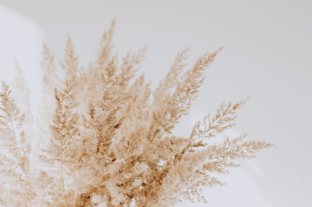 Beige reeds against white wall. Beautiful with neutral colors