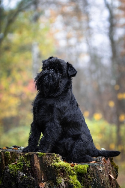 Belgian griffon dog sits on a forest stump covered with moss