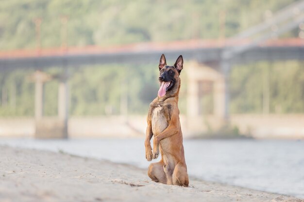 Belgian Shepherd on the beach Malinois dog running