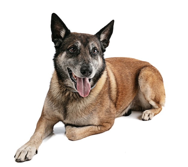 Belgian shepherd dog laying at white surface