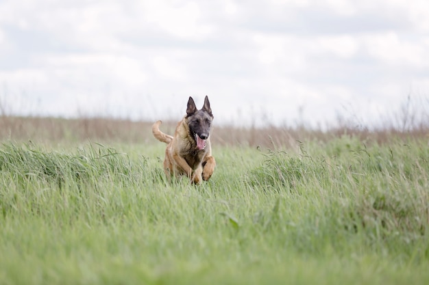 Belgian Shepherd dog Malinois dog