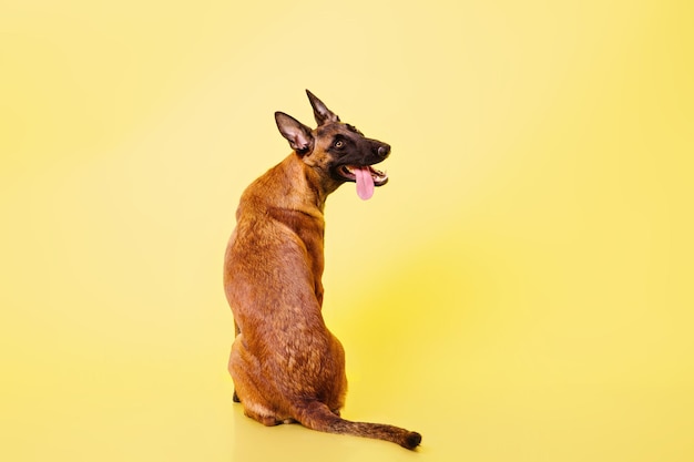 The Belgian Shepherd The Malinois dog on yellow background