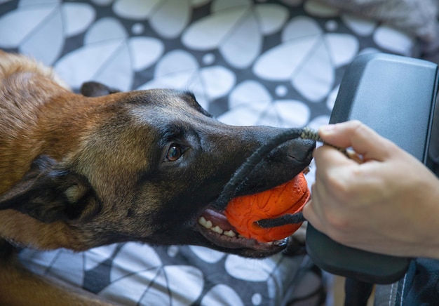 The Belgian shepherd Malinois holds an orangecolored dog toy in his teeth