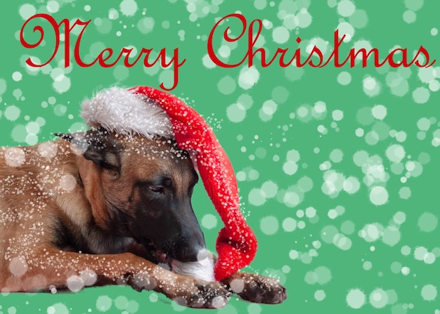 Belgian Shepherd Malinois lies on his head Santa Claus hat green background snow Christmas card