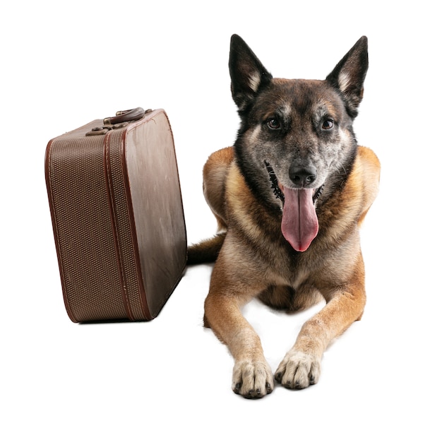 Belgian shepherd malinois looking with suitcase at white background