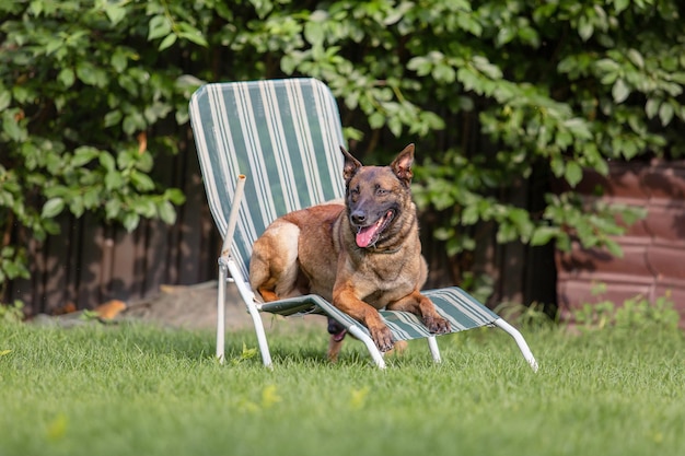 Belgian Shepherd (Malinois) puppy playing on the backyard. Kennel. Dog litter. Puppy on the green gr