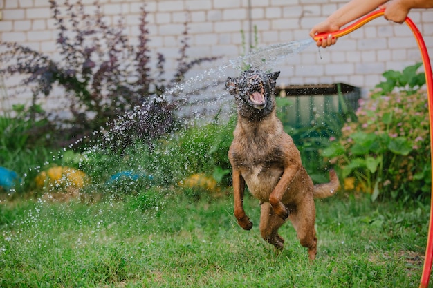 Belgian Shepherd (Malinois) puppy playing on the backyard. Kennel. Dog litter. Puppy on the green gr