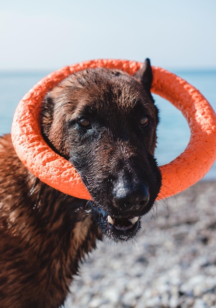 Belgian shepherd Malinois red color plays with a dog toy ring on the beach. Beautiful obedient thoro