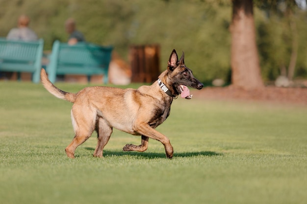 Belgian Shepherd Malinois running on the grass. Summertime. Happy dog on the walk