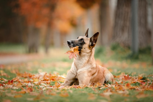 Belgian Shepherd Malinois standing in fallen leaves in the public park.  Fall, autumn. Happy dog on