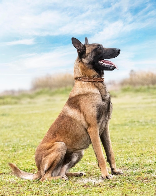 Belgian shepherd in nature