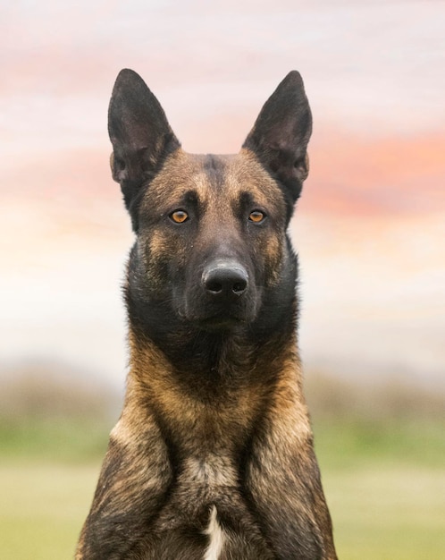 Belgian shepherd in nature