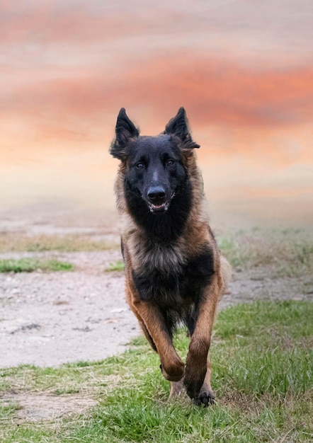 Belgian shepherd in nature