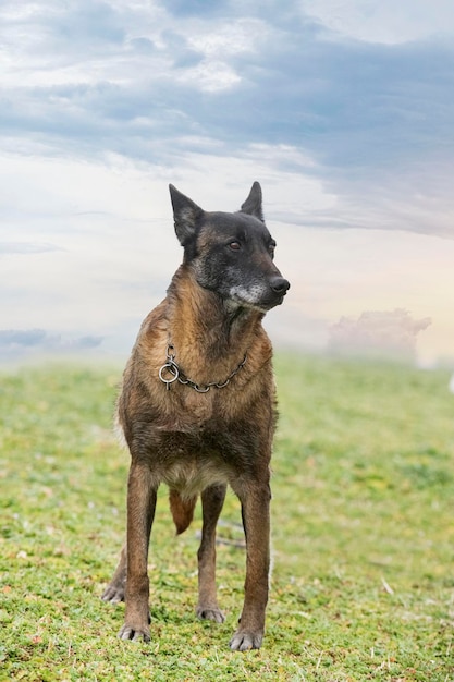 Belgian shepherd in nature