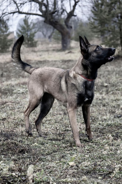 Belgian shepherd Photo of a beautiful dog