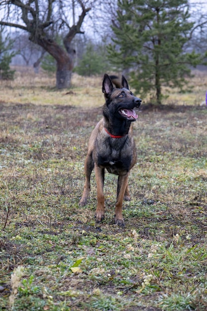 Belgian shepherd Photo of a beautiful dog