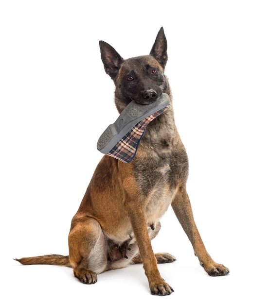 Belgian Shepherd sitting and holding a slipper in mouth against white background