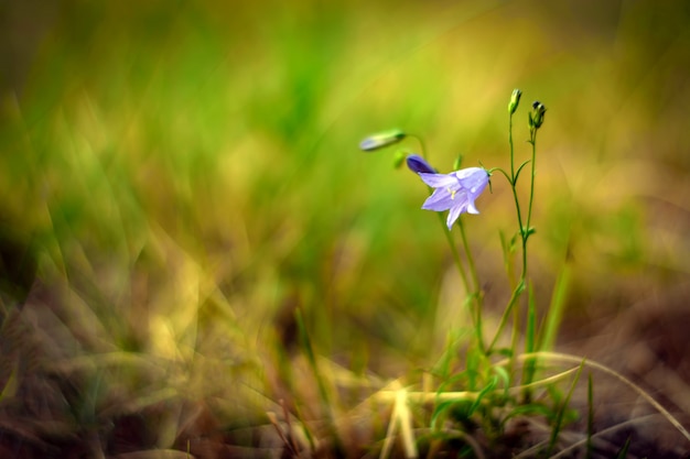 Bell flower on a meadow 