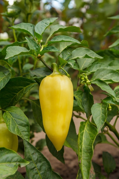 Bell pepper growing on a bush in the garden Bulgarian or sweet pepper plant Shallow depth of field