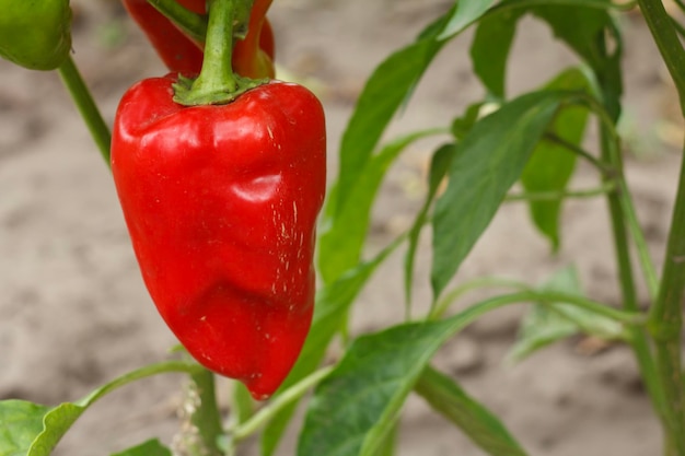 Bell pepper growing on bush in the garden Bulgarian or sweet pepper