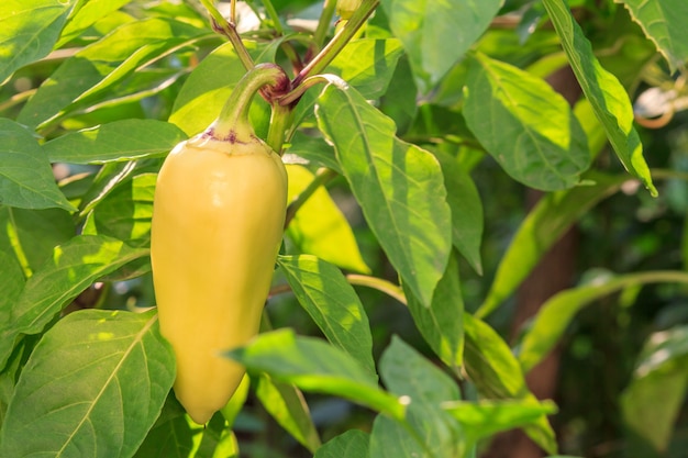 Bell pepper growing on bush in the garden.