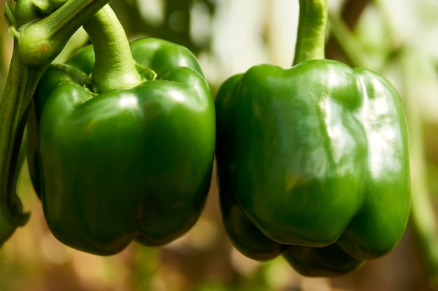 Bell pepper growing in greenhouse. Sweet pepper plant in the garden. Greenhouse with paprika vegetable, close-up