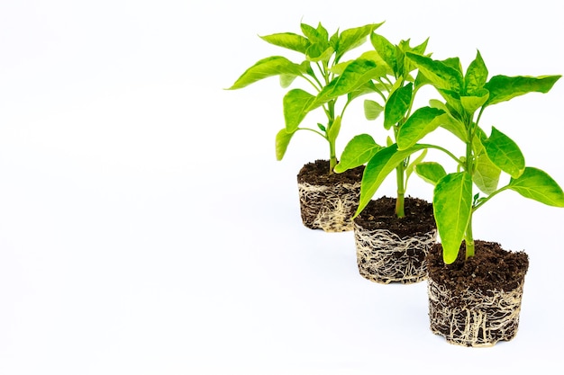 Bell pepper seedling with a well-developed root system. Root and stem, leaves of pepper seedlings.