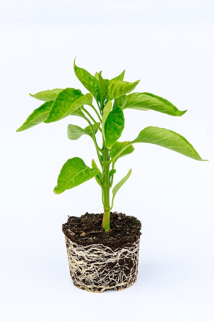 Bell pepper seedling with a well-developed root system on a white background. Root and stem, leaves of pepper seedlings.