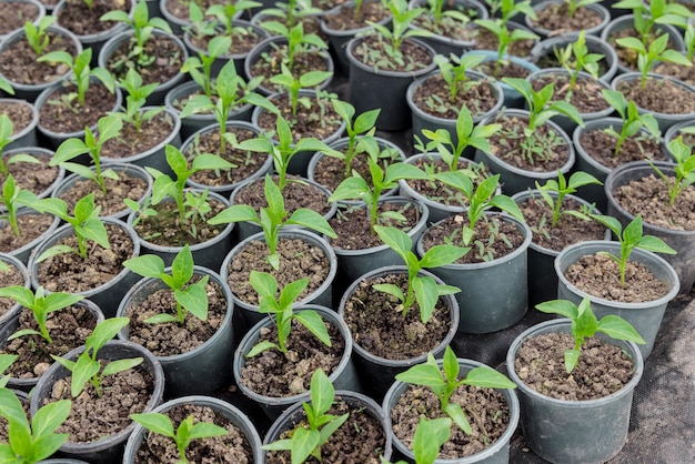 Bell pepper seedlings growing in a plastic tray