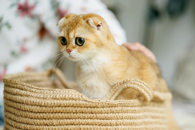 Beloved kitten playing in the natural atmosphere of a beautiful home