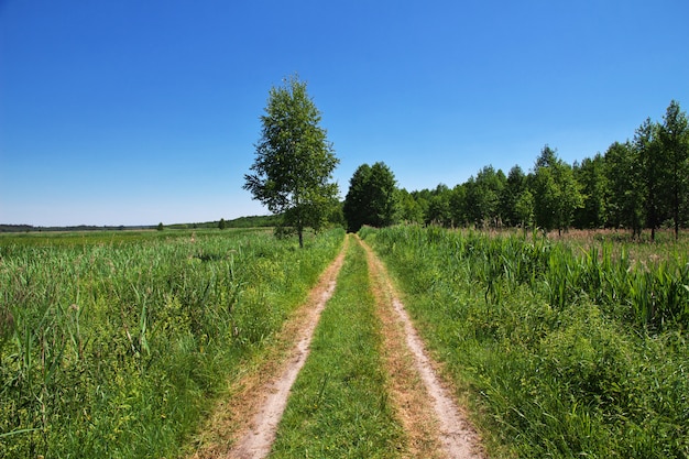 Belovezhskaya Pushcha in Belarus country