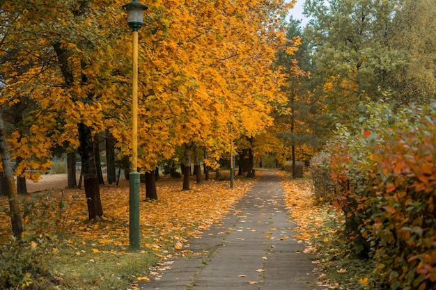 Bench in autumn park. Autumn landscape