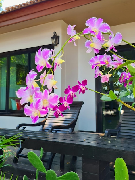 A bench in front of a house with a purple and pink orchid.