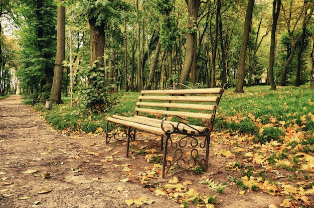 Bench in the park